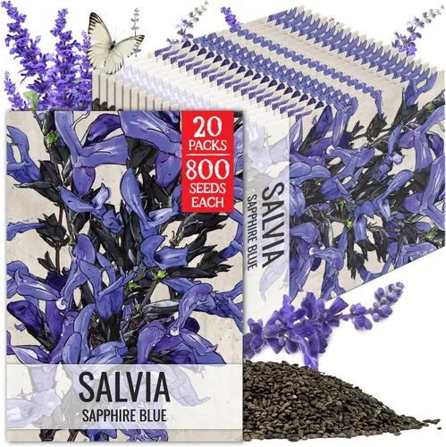 Vista 14 de Seed Needs Semillas de salvia de zafiro para plantar flores de salvia azul, 2 paquetes