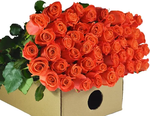 Vista 11 de Blooms2Door - 25 Rosas Rosadas (Fresco - 19.7 in) - Flores Frescas para Cumpleaños, San Valentín y Día de la Madre