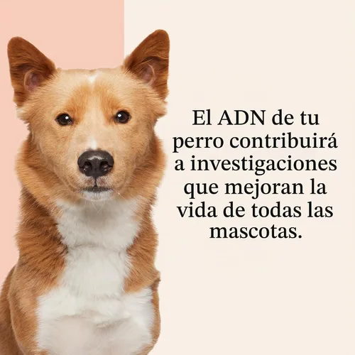 Vista 8 de Wisdom Panel Premium Kit de ADN para perros: más completo con más de 265 pruebas de salud, identifica más de 365 razas de perros, más de 50 rasgos