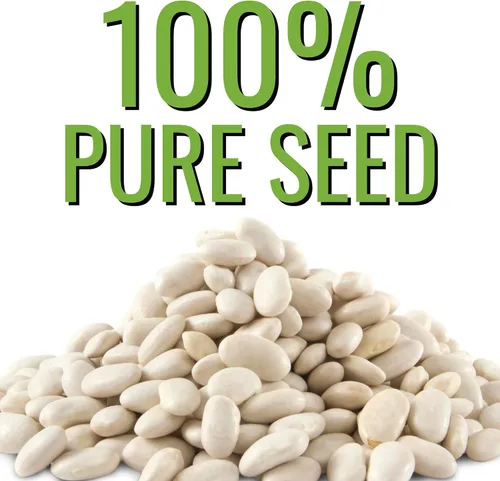 Vista 5 de Seed Needs Semillas de Frijol Lima para Plantar Frijoles Henderson Lima - Semillas de Vegetales Heirloom Sin OMG y Sin Tratar para Plantar un Jardín
