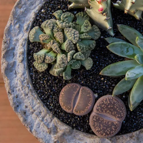 Vista 3 de Altman Plants, Mimicry - Plantas suculentas vivas (paquete de 4), Lithops plantas vivas para exteriores o interiores vivas, piedras vivas, plantas