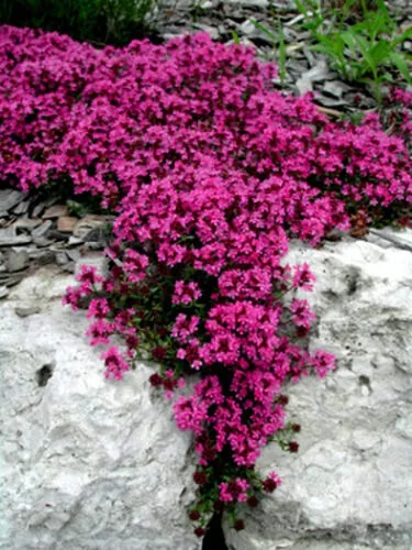 Vista 3 de 100 semillas de tomillo rastrero - Thymus Serpyllum, flor de hierba de tomillo elfo, semillas fragantes de cobertura del suelo, semillas perennes