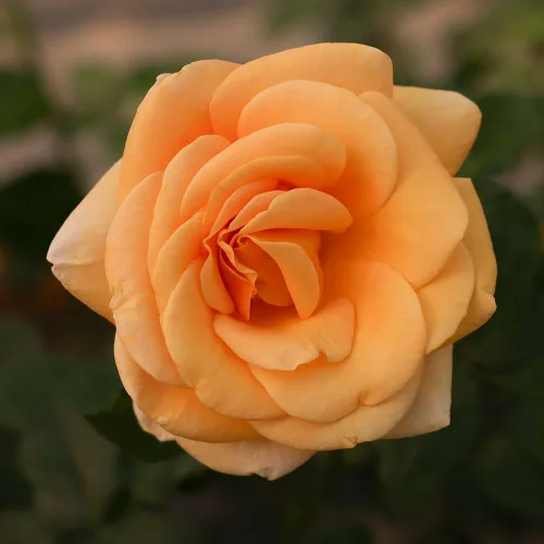 Vista 3 de Rosas de té híbridas Heirloom, Planta de raíz propia viva para jardín al aire libre, Beautiful Day®, muy fragantes, zonas de rusticidad: 6-9