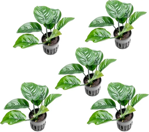 Vista 47 de SubstrateSource Plantas vivas – Anubias Hastifolia (Anubias hastifolia) – Luz baja a moderada, hojas en forma de flecha de color verde medio a