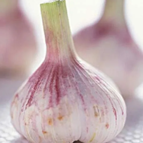 Vista 6 de Paquete de 3 bulbos de ajo púrpura jumbo para plantar en primavera, semillas de clavo de ajo de cuello duro de alto rendimiento, frescas