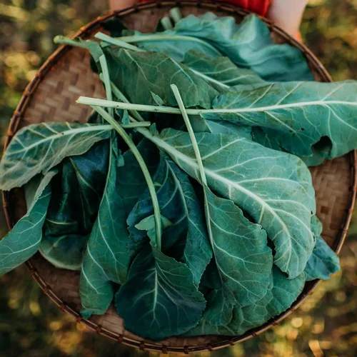 Vista 2 de Vates Collard Greens - 100 semillas - Variedad tradicional y polinizada abierta, cultiva tus propias verduras de hojas, semillas de vegetales sin