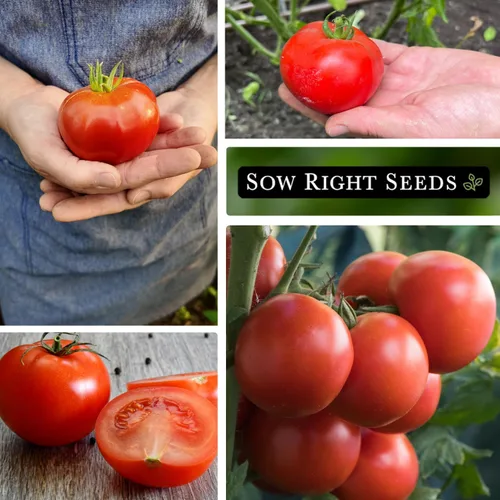 Vista 4 de Sow Right Seeds - Semillas de tomate Homestead para plantar - Paquete de reliquia sin OMG con instrucciones para plantar un huerto casero - Variedad