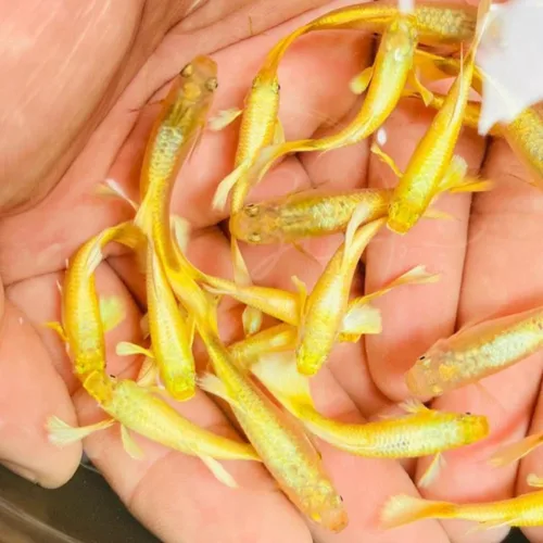 Vista 2 de Swimming Creatures™ Peces de Acuario de Agua Dulce Tropicales Guppy/Platy Reproductores Vivos (4 Machos Guppy Oro 24K de 24 cm)