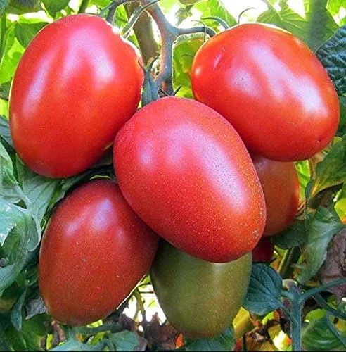 Vista 4 de Más de 30 semillas de tomate italiano Roma, reliquia sin OMG, determinadas, polinizadas abiertas, sabor anticuado, suaves, dulces, deliciosas