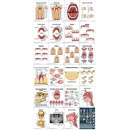 Vista 4 de Dentista Higienista Asistente Dental Estudiante Paquete de Regalo de 19 Piezas
