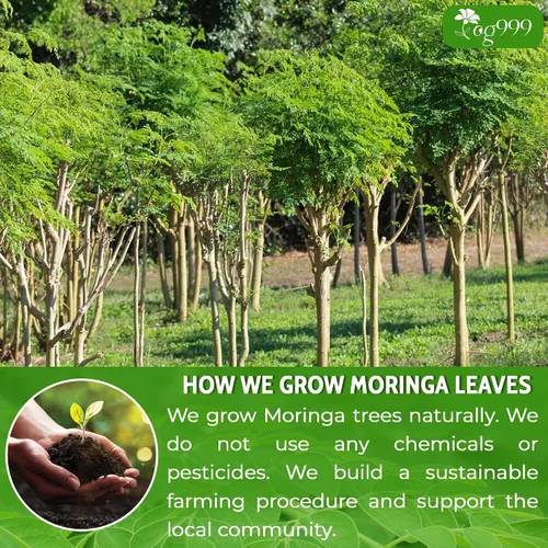Vista 4 de TOG999, Polvo de hoja de moringa prémium de 16 onzas, 100% natural y puro de hojas de moringa, sin aditivos, sin gluten, sin azúcar, vegano