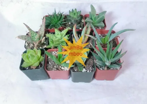 Vista 3 de 7 plantas de aloe diferentes - ¡Fácil de cultivar/difícil de matar! - Macetas de 2 pulgadas únicas de Jmbamboo