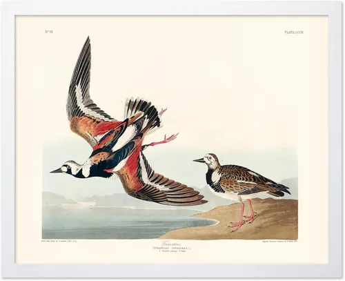 Vista 21 de Poster Master Póster vintage de James Audubon – Impresión retro de amargo americano – Arte de aves de América – Regalo para hombres, mujeres
