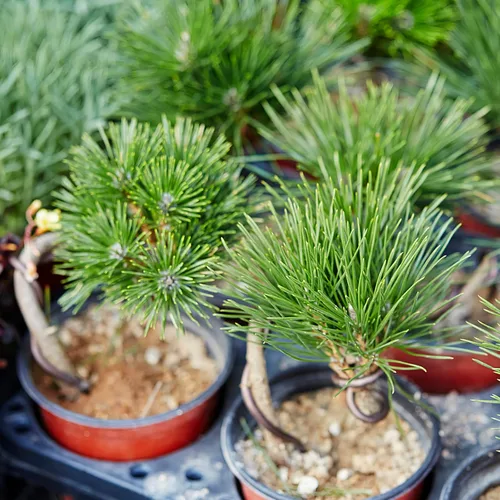 Vista 5 de Más de 180 semillas de árbol bonsái semillas de pino japonés para plantar