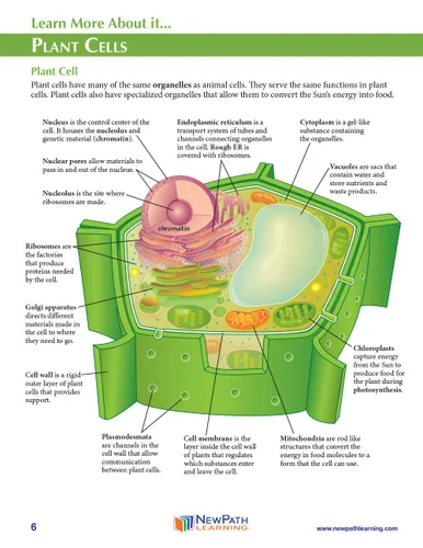 Vista 5 de NewPath Learning Kit de fabricación de modelos de papel 3D Simple Plant Cell 3D, juego/5 plantillas de modelos de papel a todo color y guía