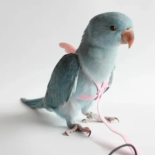 Vista 5 de 3 piezas de arnés volador loro traje mascota pájaro al aire libre entrenamiento cuerda cacatúa suministros guacamayo accesorios cosas para budgie