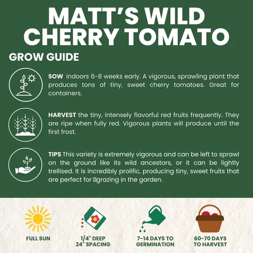 Vista 4 de Matt's Wild Cherry Tomate – 400 semillas premium para plantar – Tomates cherry prolíficos, dulces y de crecimiento vigoroso para la temporada 2026