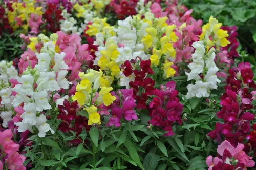 Vista 5 de Snapdragon Cenicienta Mix Flores Anuales Gigantes Altas Delphinium