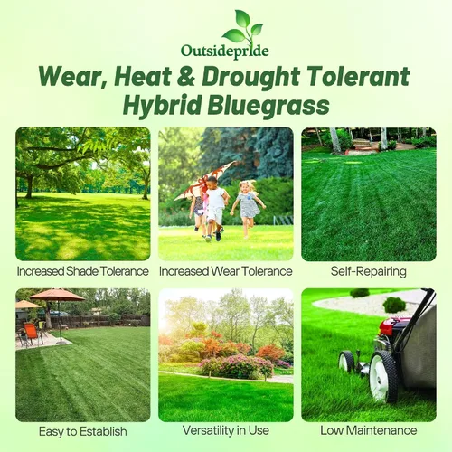 Vista 2 de Outsidepride Semillas de Bluegrass híbridas SPF-30 – 50 libras tolerantes al calor y la sequía, mezcla de semillas de Bluegrass Texas y Kentucky