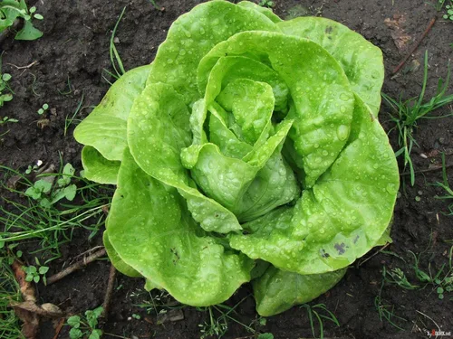 Vista 2 de Seeds May Queen Butterhead Lechuga sin OMG reliquia