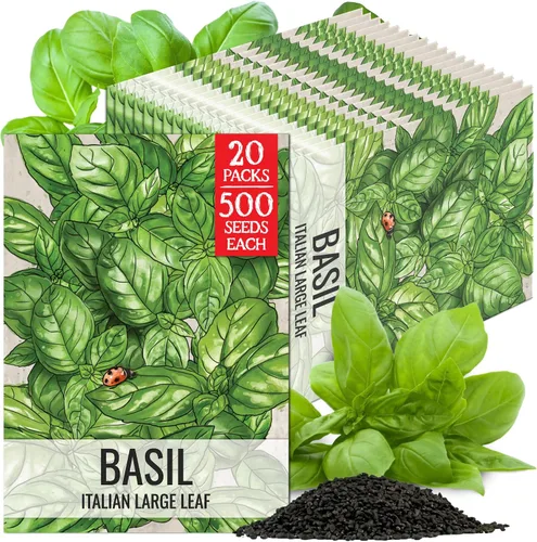 Vista 21 de Seed Needs Semillas de albahaca italiana para plantar hierbas tradicionales sin OMG, 1 paquete