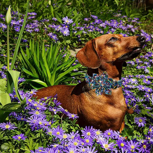 Vista 111 de Collar de perro Lionheart Glory, collar de perro rosa con flor, lindo collar para mascotas con patrón floral ajustable para perros pequeños Rosado