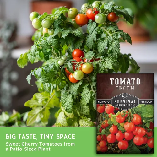 Vista 5 de Tiny Tim Semillas de tomate – Tomates cherry enanos para plantar en interiores o patio, variedad de reliquia compacta para contenedores, alto