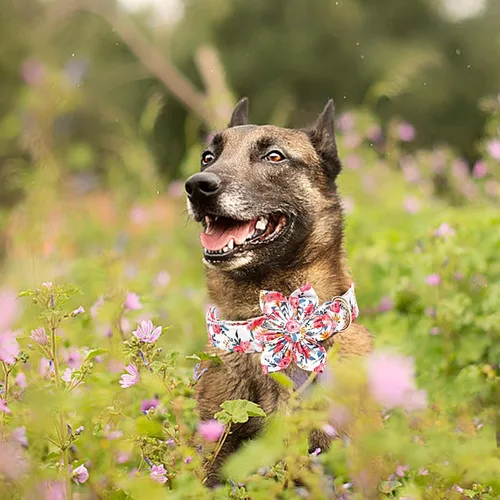 Vista 35 de Collar de perro Lionheart Glory, collar de perro rosa con flor, lindo collar para mascotas con patrón floral ajustable para perros pequeños Rosado