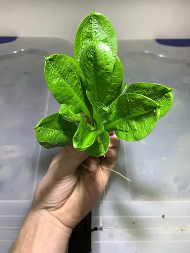 Vista 2 de Marcus Fish Tanks Espada de roseta Echinodorus Parviflorus Amazon Sword Live Aquarium Plant Bundle con raíces para pecera Comprar 2 y obtener 1