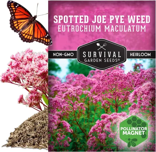 Vista 5 de Spotted Joe Pye Weed Semillas de flores silvestres para plantar (paquete de 1)