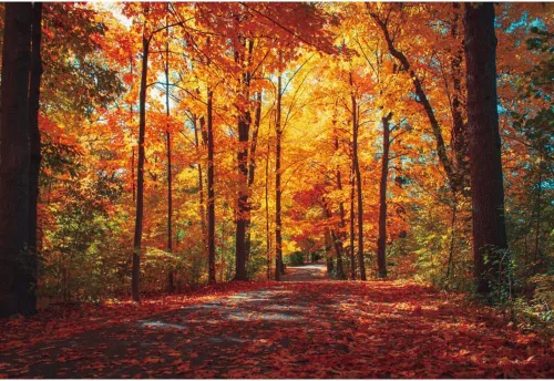 Vista 21 de Telón de fondo de otoño de 5 x 3 pies para sesión de fotos, tablero de madera de otoño para fotografía, decoración de pared de Acción de Gracias