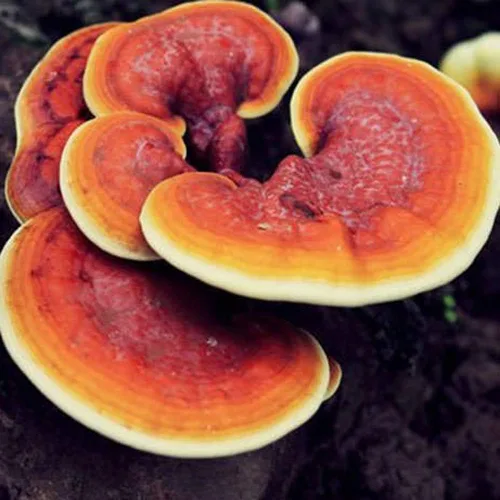 Vista 2 de Liquid Fungi Jeringa de cultivo de hongos Reishi rojo