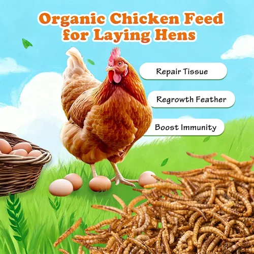 Vista 6 de Amzey Gusanos secos de harina de 2 libras, gusanos de comida 100% naturales para pollo y pájaros, alimento orgánico para gallinas ponedoras, alto