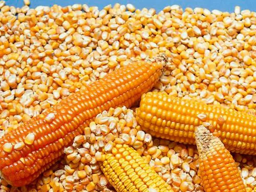 Vista 4 de Granos de palomitas de maíz orgánicos sin reventar, sin OMG, veganos crudos a granel (2 libras)