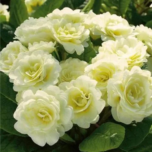 Vista 3 de 302 semillas de prímula perenne mixtas para plantar, semillas de auricula de doble prímula de fragancia, semillas de flor de primula malacoides