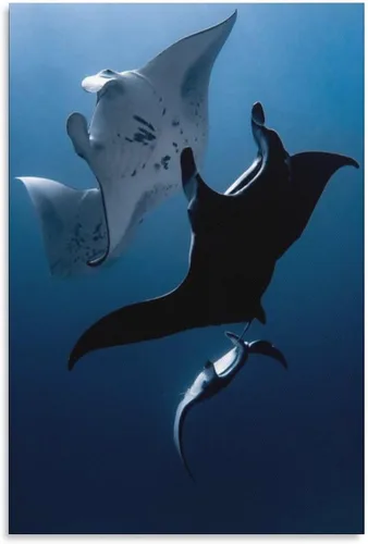 Vista 6 de Póster de lienzo con diseño de peces de animales de manta Rays, decoración de dormitorio, paisaje deportivo, oficina, habitación, regalo, póster