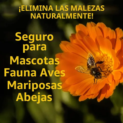 Vista 3 de Spray natural herbicida, sin glifosato, resulta en menos de 24 horas (128 onzas galones)
