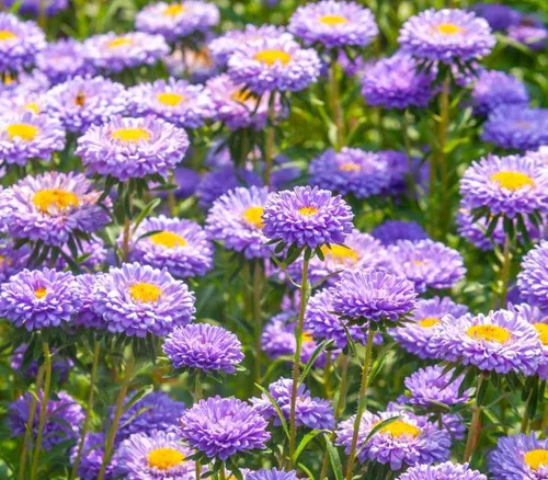 Vista 3 de Más de 200 semillas de flores de Aster Arco iris Flor Jardín Hogar Fragante Marip