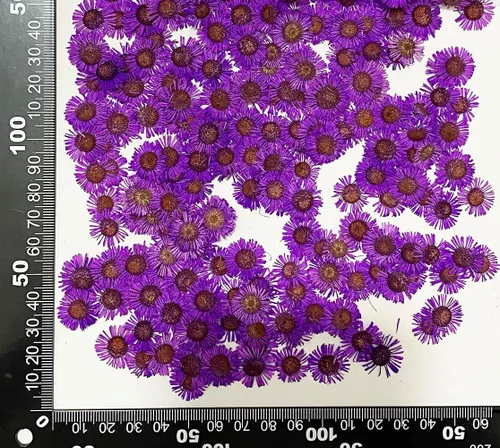 Vista 5 de 12 piezas de girasoles amarillos brillantes, flores secas prensadas reales y naturales para arte con resina y manualidades DIY