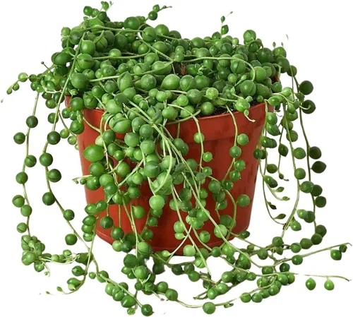 Vista 16 de Succulent Elephant Bush - Planta viva Plantas de interior en maceta de 4 Suculento Elefante Arbusto