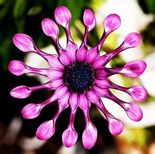 Vista 3 de 100 semillas de flores de margaritas moradas raras para plantar