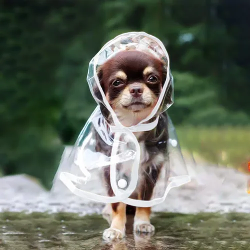Vista 4 de Impermeable para cachorros para perros pequeños, impermeable, capa impermeable con capucha para mascotas, talla XS