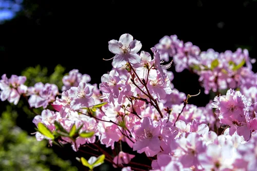 Vista 7 de 50 semillas de flores arbustivas rosadas de arbustos de arbustos de azalea real de Schlippenbachii