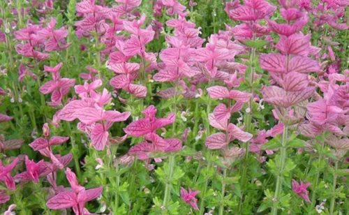 Vista 4 de 100 semillas de domingo rosa salvia clara flor fragante salvia horminum semillas