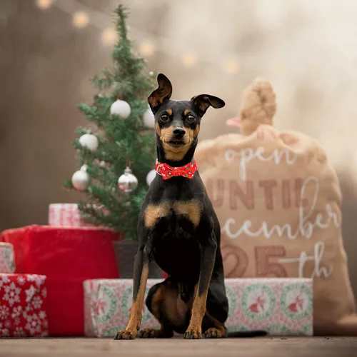 Vista 5 de Collar de perro con lazo, collares de Navidad con lazo desmontable y hebilla de metal, collar ajustable, regalo para perros pequeños, medianos