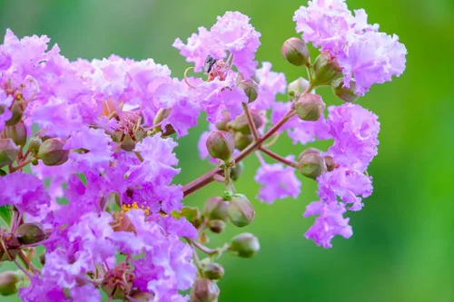 Vista 7 de 35 Lila Claro Púrpura Crepe Mirto Lagerstroemia Arbusto Floración Arbusto Semillas de árbol pequeño