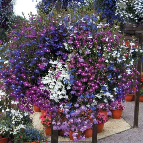 Vista 4 de Semillas Lobelia Mix Flores anuales para plantar sin OMG