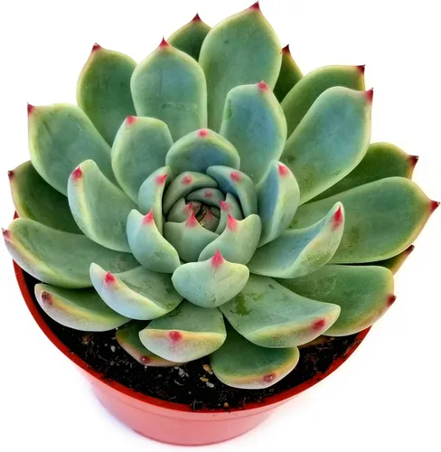 Vista 9 de Fat Plants San Diego Live Echeveria Planta Suculenta Híbrida, Lola