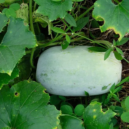 Vista 6 de 50 semillas de melón de invierno para plantar/calabaza de cera/calabaza de fresno/Benincasa Hispida Semillas vegetales tradicionales orgánicas