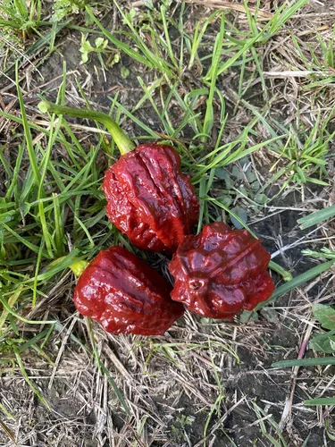Vista 2 de Chocolate Naga Brain Ultra Hot Pepper Semillas prémium para plantar paquete